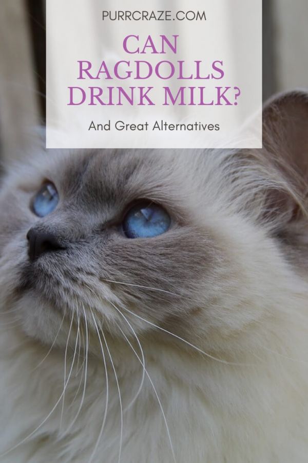 Lactose Intolerance In Ragdoll Cats CatsInfo