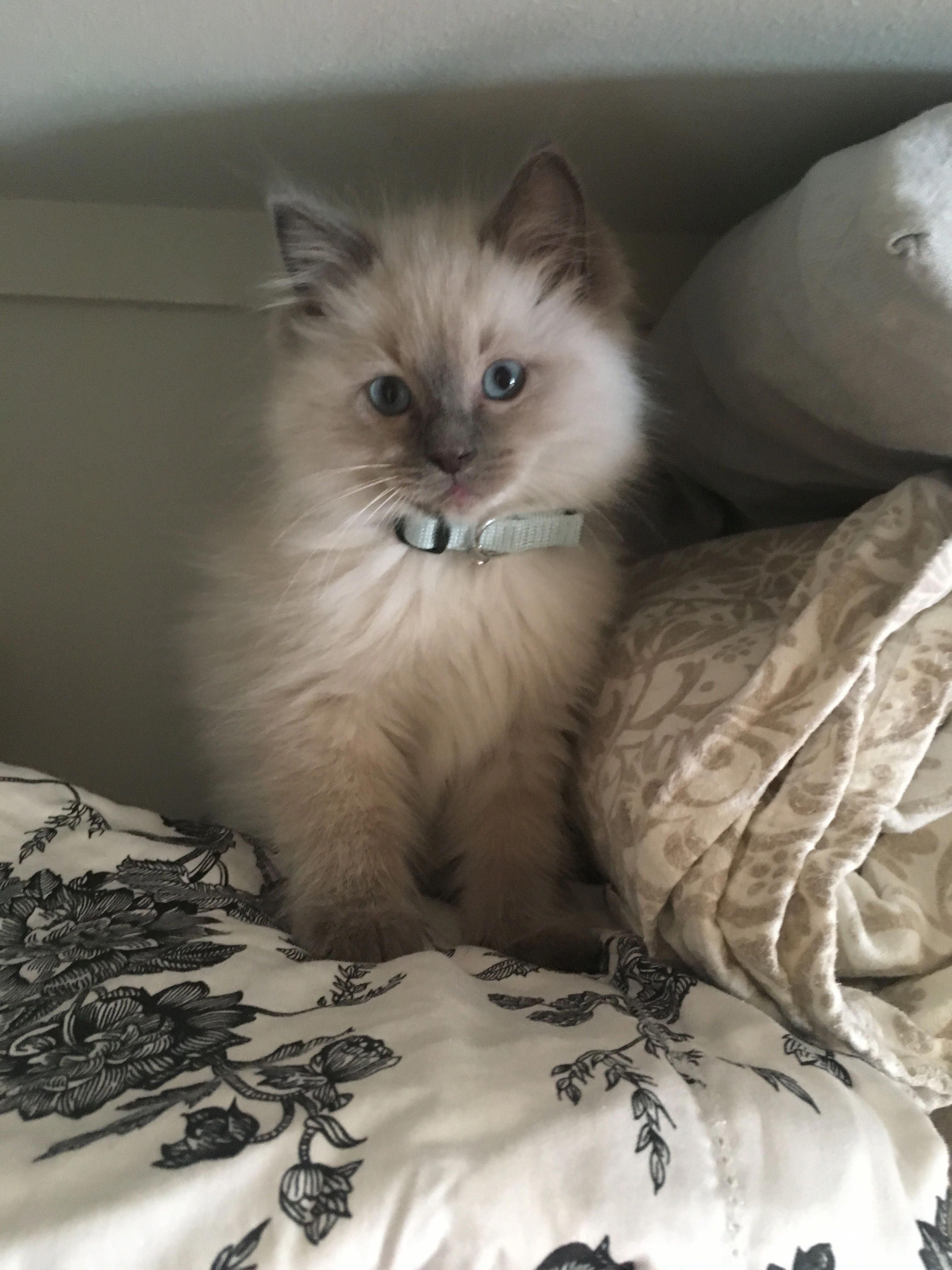 Why Ragdoll Kittens Make The Best Pets CatsInfo
