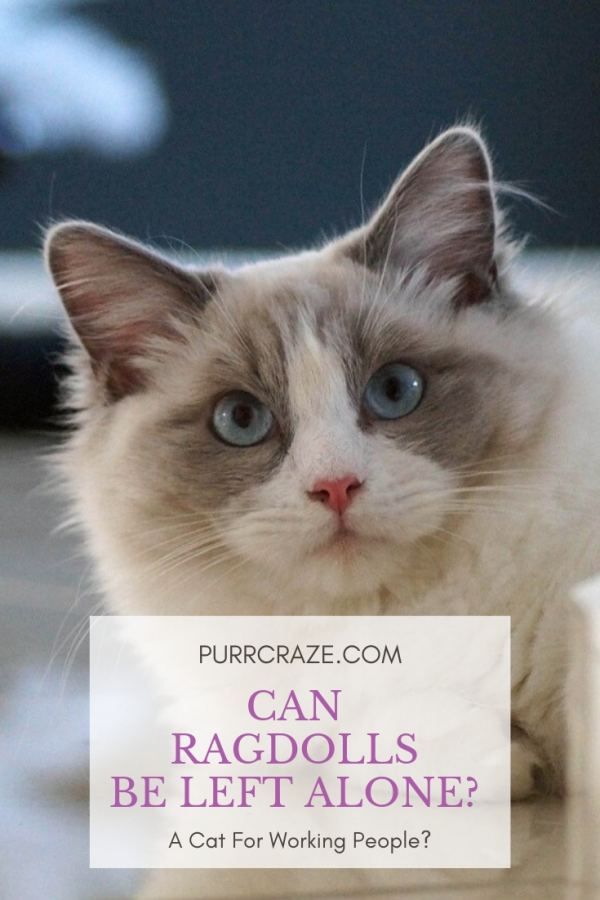 The Ragdoll A Cat That Thrives In Apartments CatsInfo