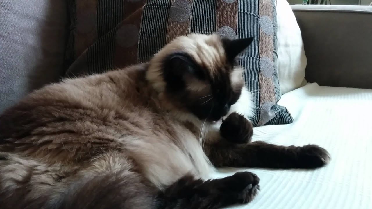 The Ragdoll Cat One Of The Cleanest Cat Breeds CatsInfo