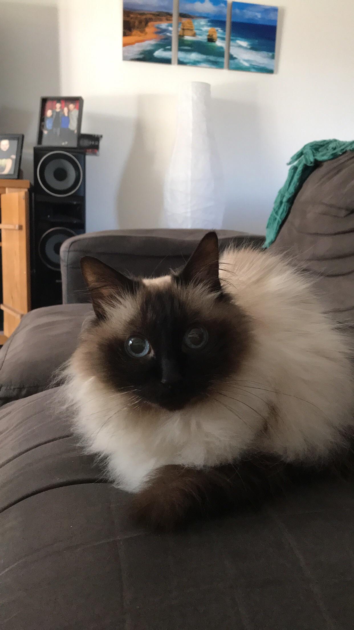 The Ragdoll Cat A Guide To Their Docile And Placid Temperament CatsInfo