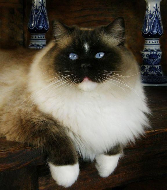 Ragdolls The Unusual But Docile Cats CatsInfo