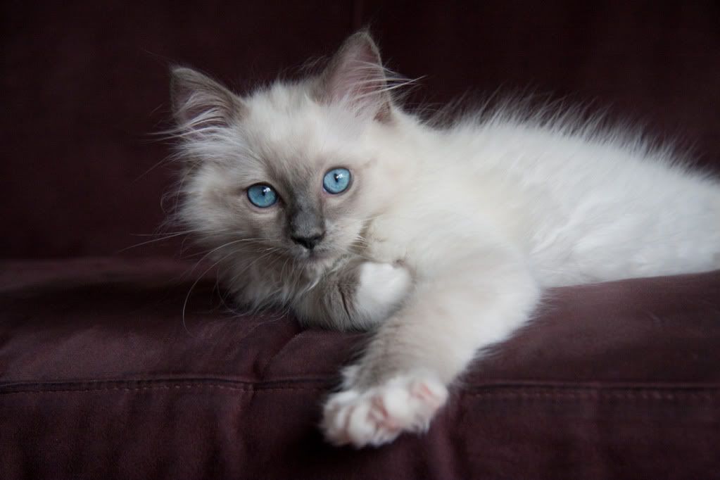 Where To Find A Ragdoll Kitten For Sale CatsInfo