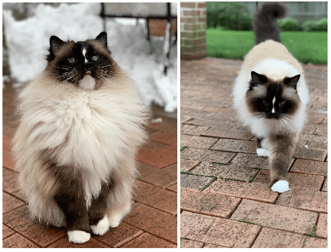 The TICA Recognizes The Tuxedo Pattern In Ragdolls CatsInfo