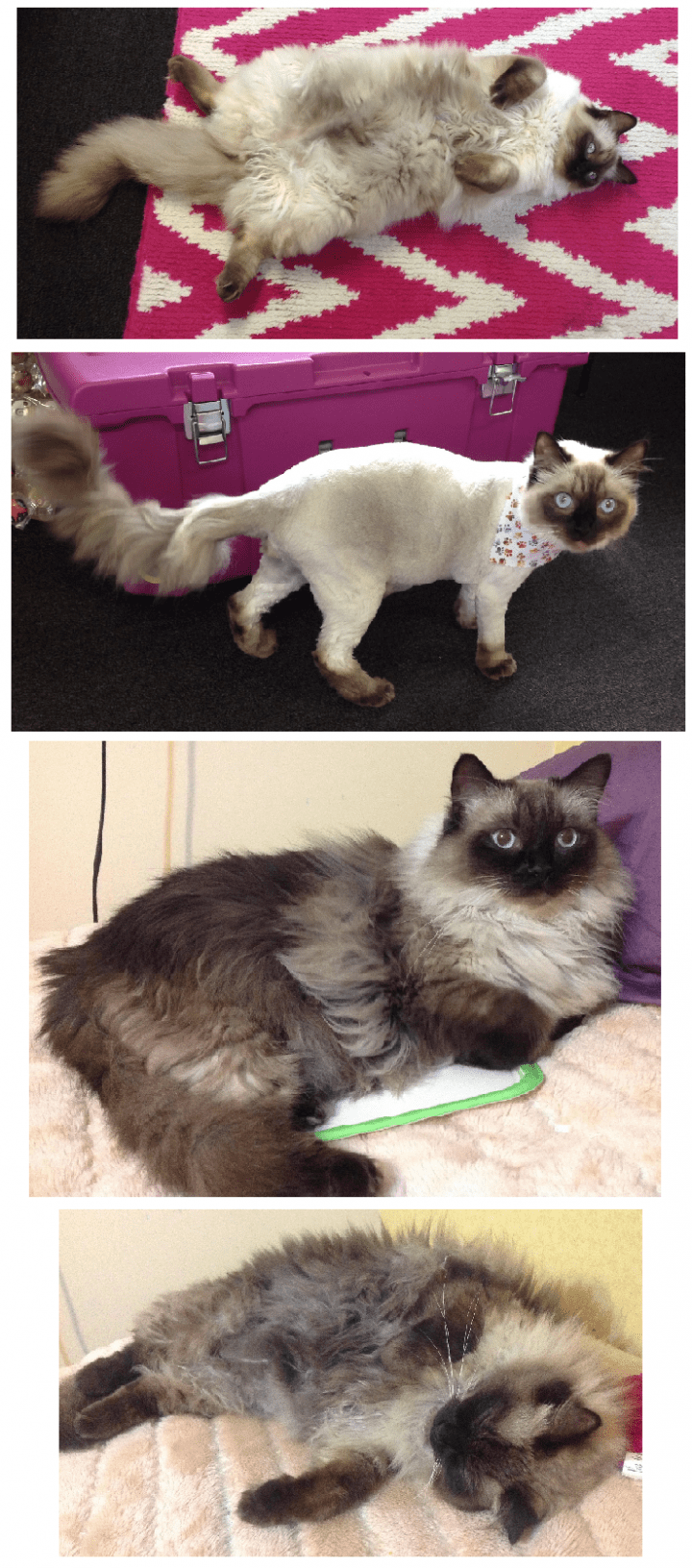 Can The Furminator Be Used For Grooming Ragdoll Cats? CatsInfo