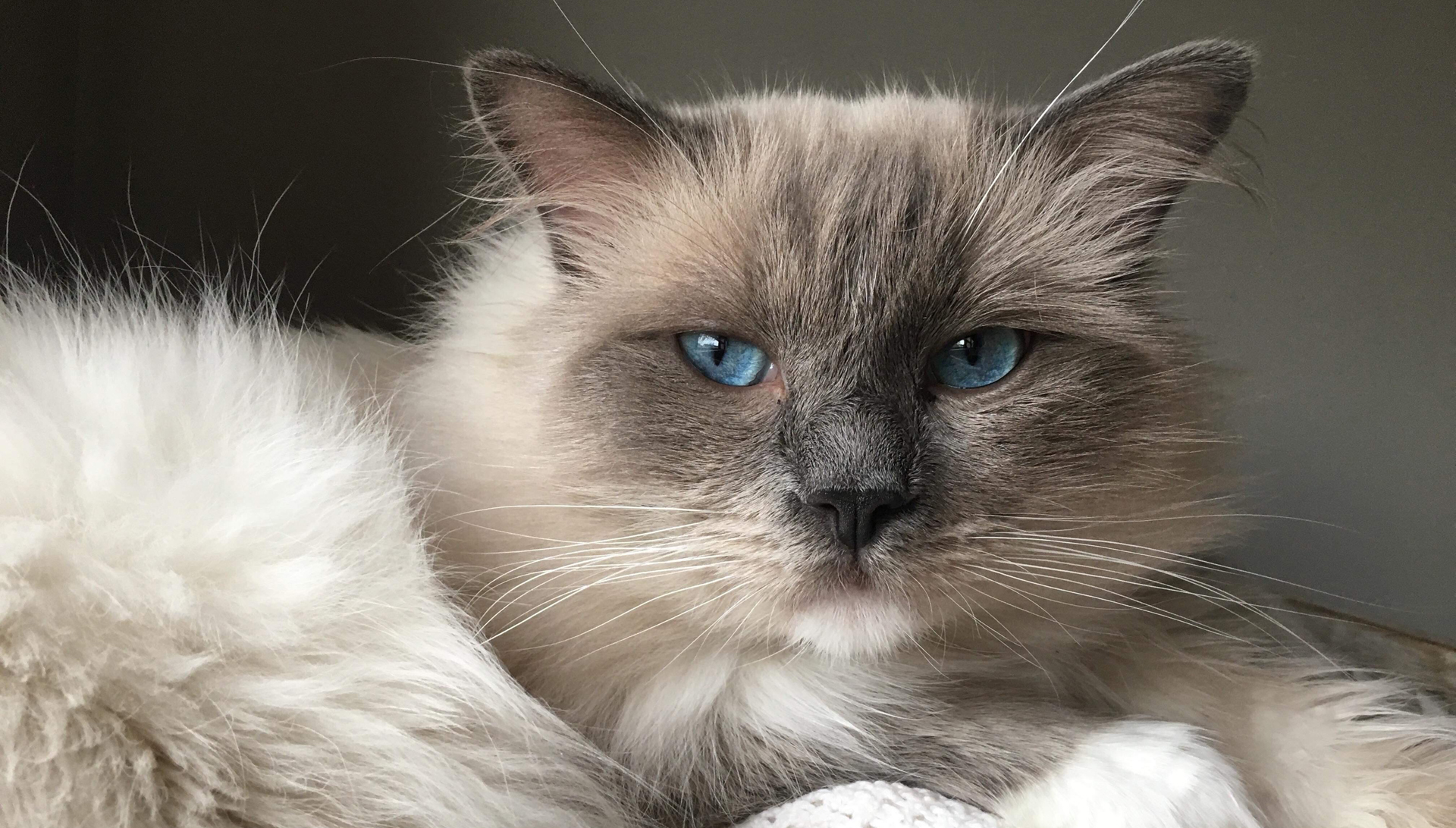 Benefits Of Adopting A Ragdoll From A Shelter CatsInfo