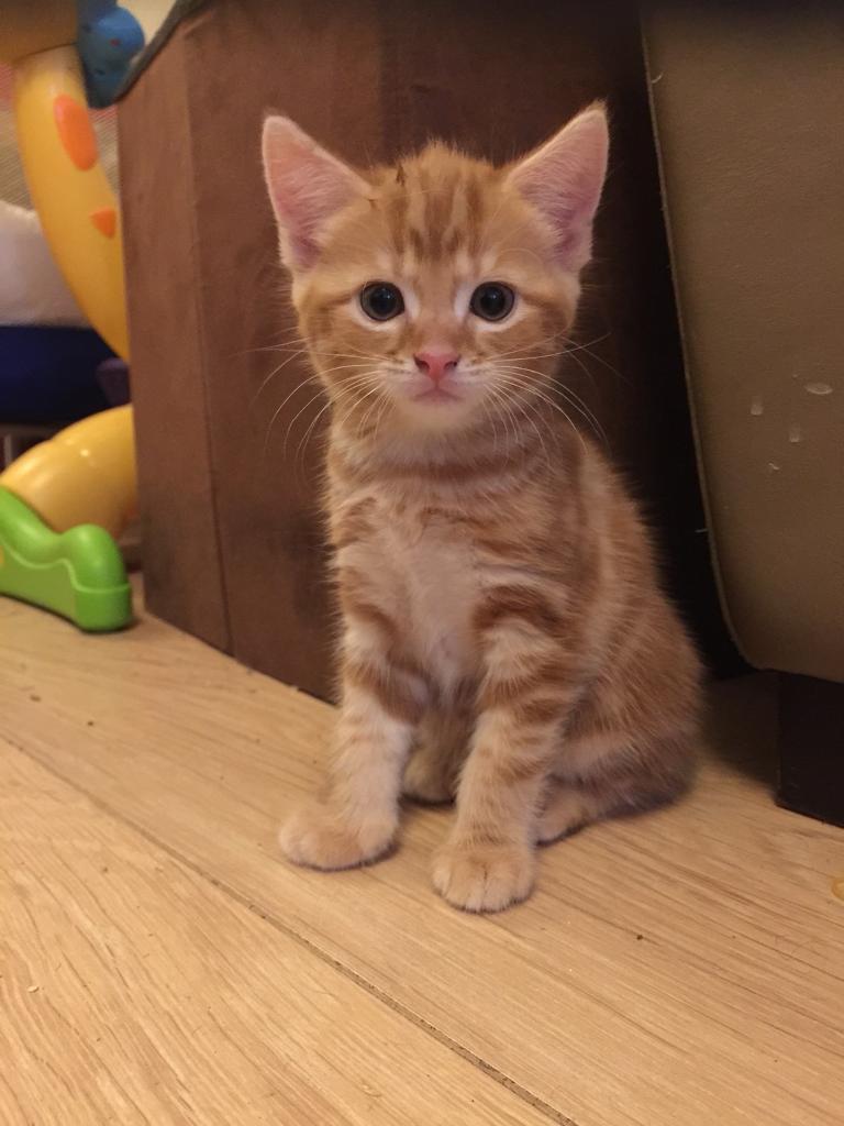 The Rare And Beautiful Ginger Ragdoll Cat CatsInfo