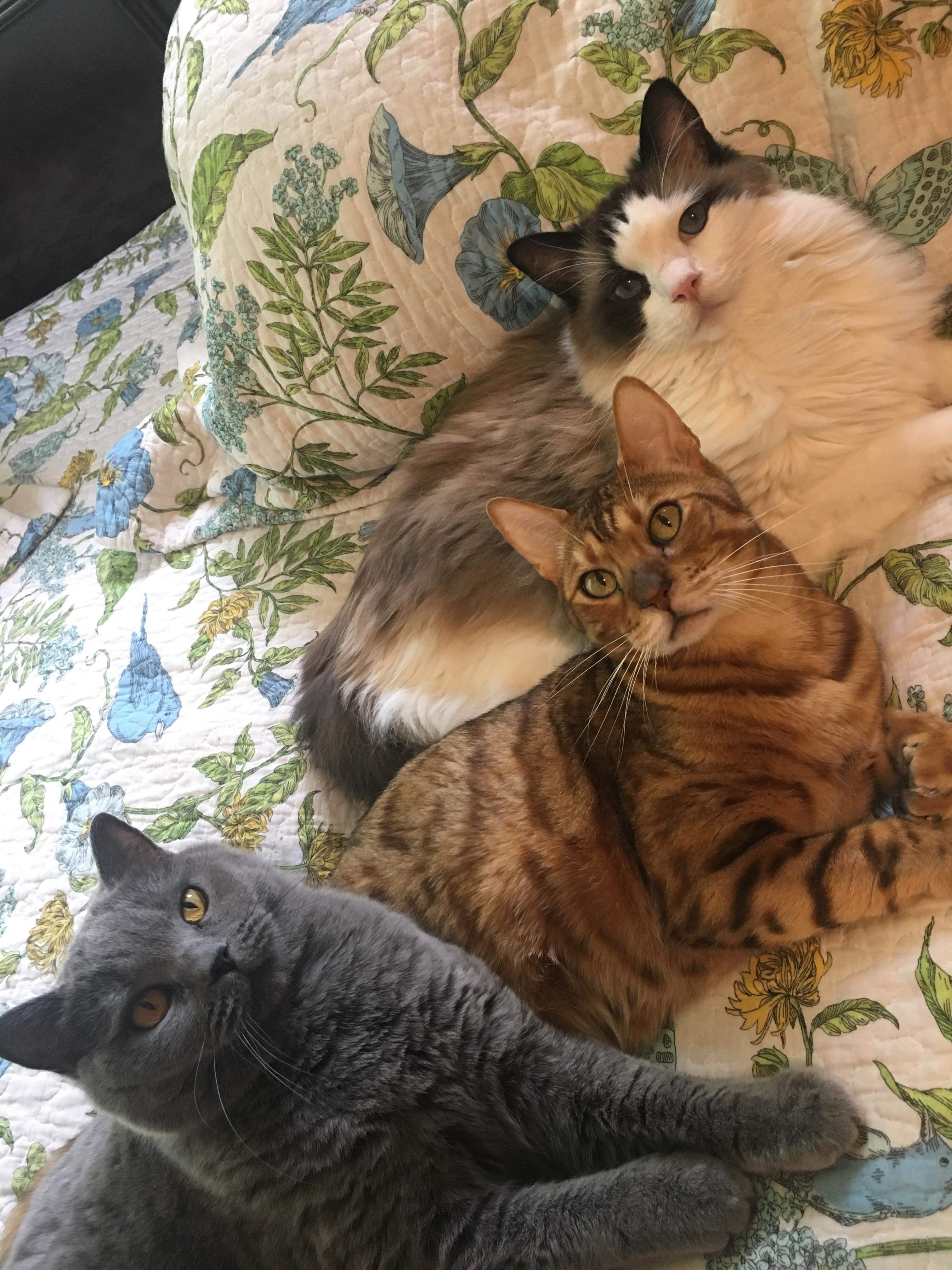 Bengal And Ragdoll Cats Getting Along CatsInfo