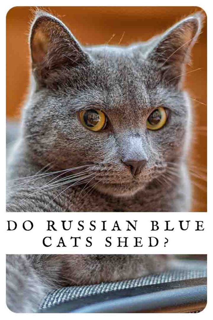 Unveiling the Mystery Do Russian Blue Cats Shed? CatsInfo