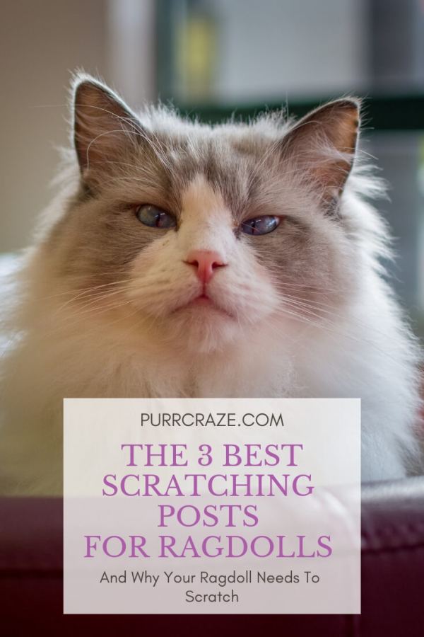 Do Ragdolls Scratch You? Discover The Truth CatsInfo