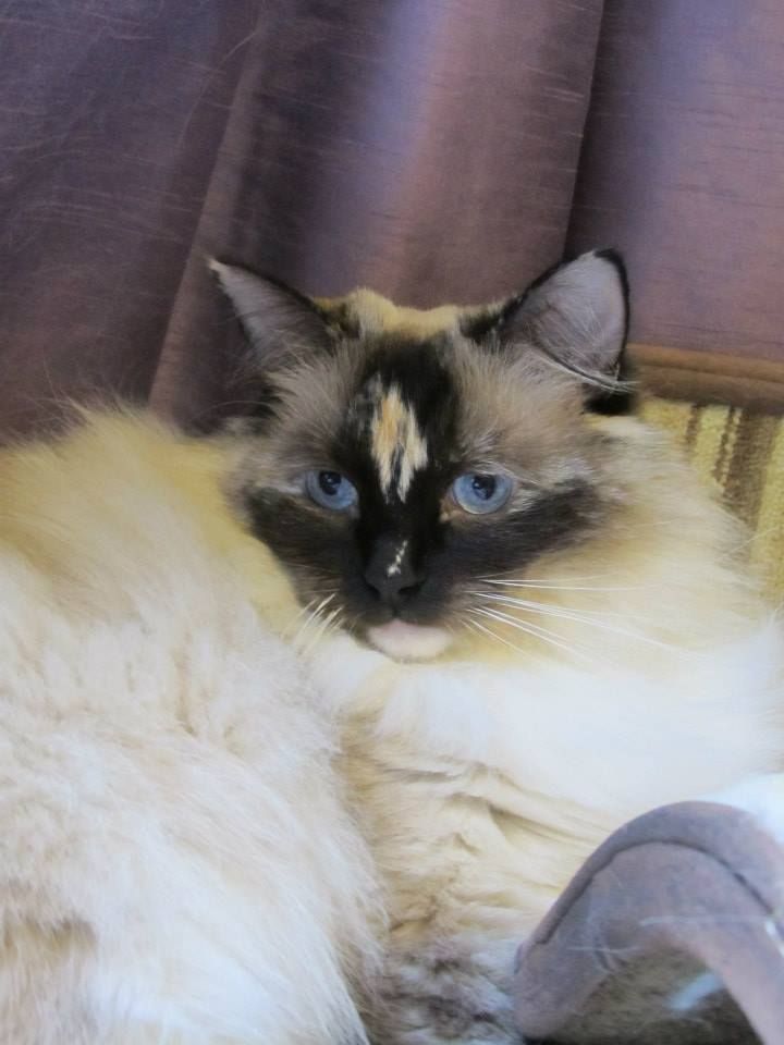 Ragdolls With A Blaze The Most Beautiful And Unique Cats In The World