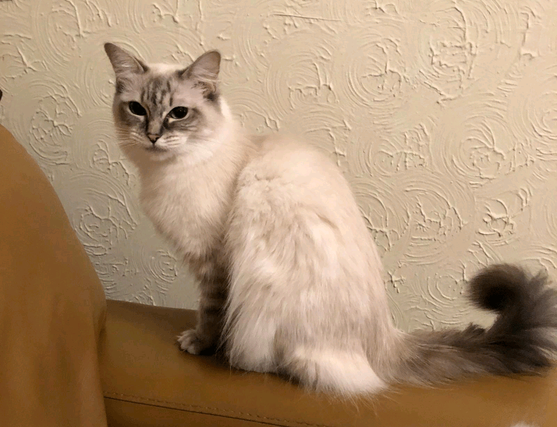 What Does Mitted Ragdoll Mean CatsInfo