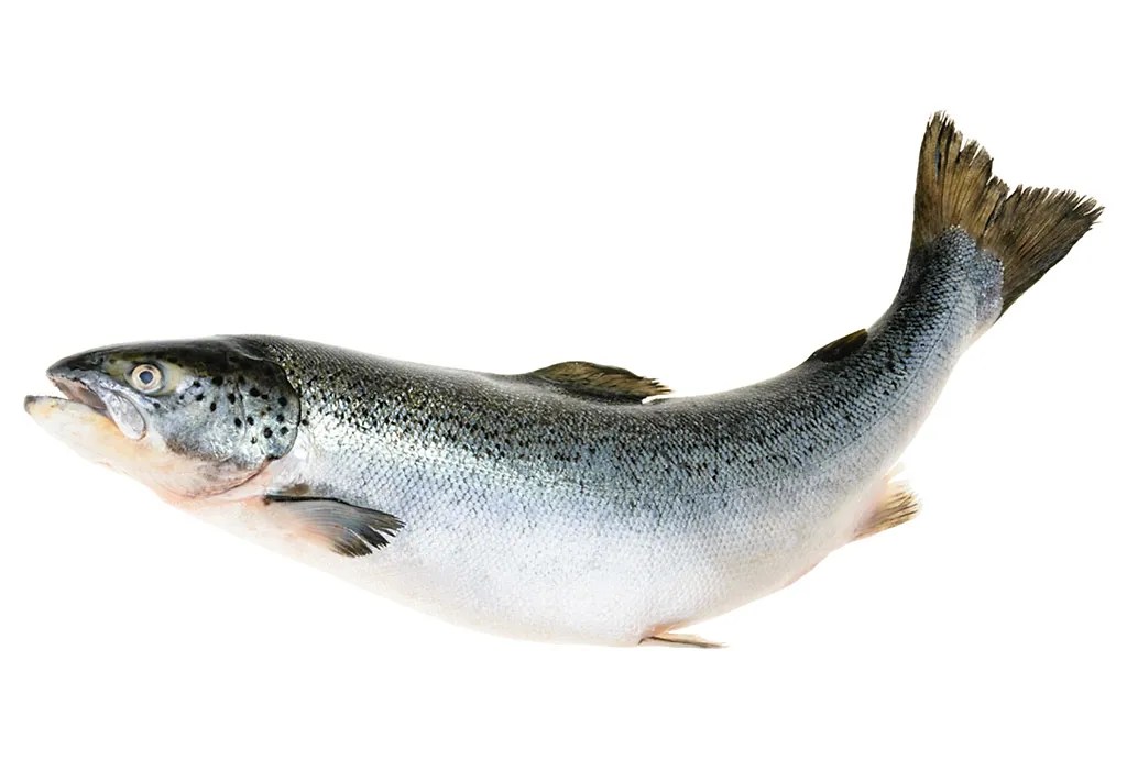 Consuming Fish While Pregnant Benefits, What to Eat & Avoid