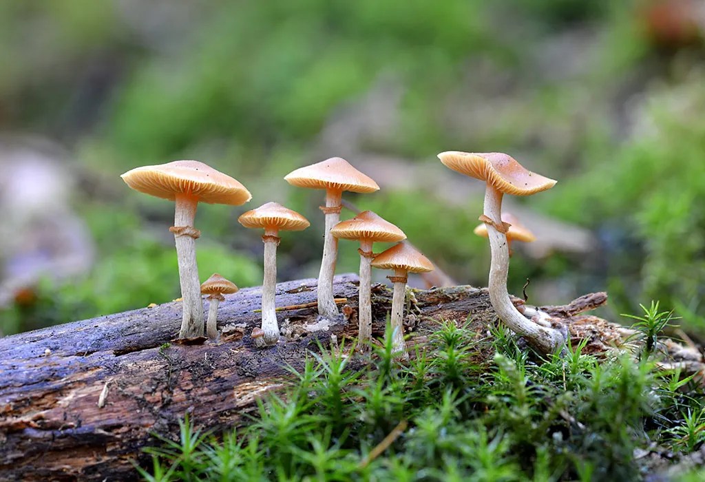 Can You Eat Mushrooms While Pregnant?
