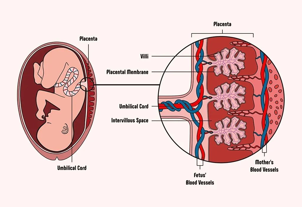 Anterior Placenta Symptoms, Risks & Precautions
