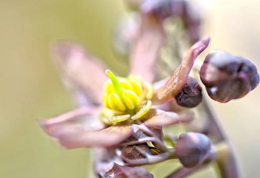 Cohosh During Pregnancy Uses, Safety Tips & Side Effects