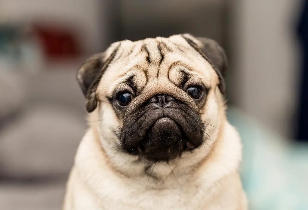 International Dog Day 2024 20 Best Dog Breeds for Kids