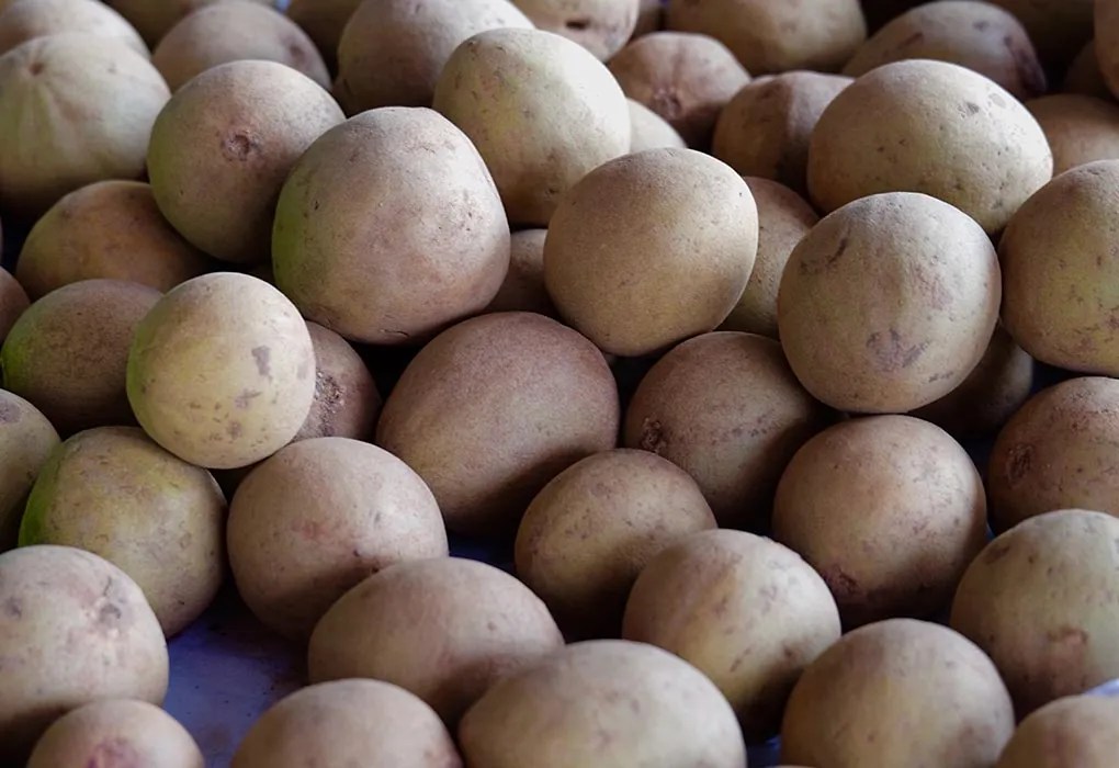 Eating Chikoo (Sapota) Fruit During Pregnancy Is It Safe?
