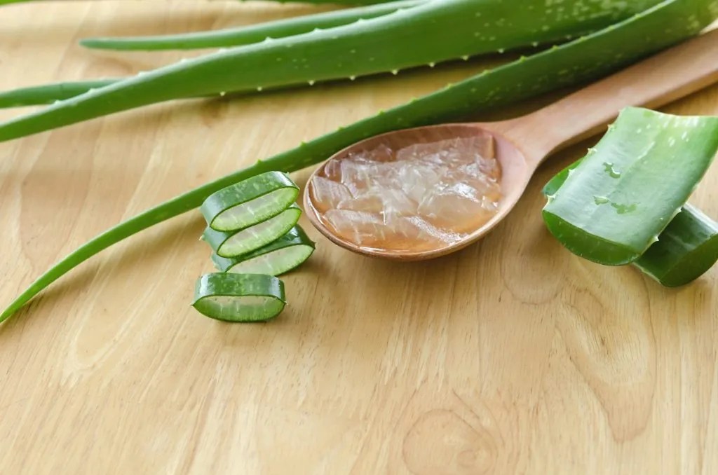 Is Aloe Vera Safe for Babies?