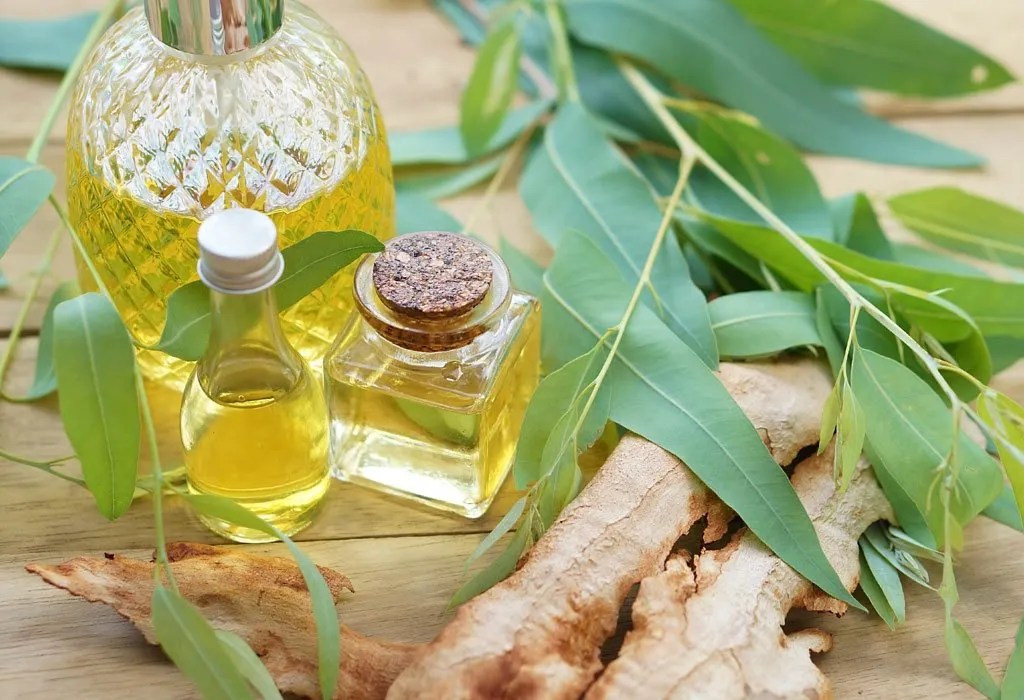 Using Eucalyptus Oil during Pregnancy Benefits & Precautionary Tips