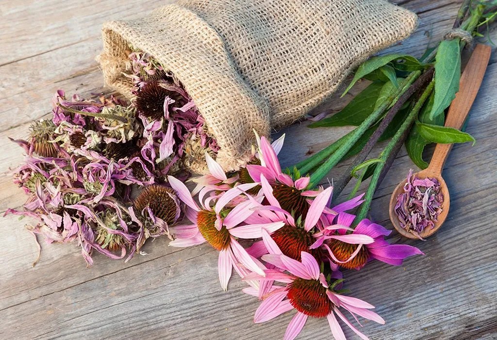 Taking Echinacea during Pregnancy Benefits & Side Effects