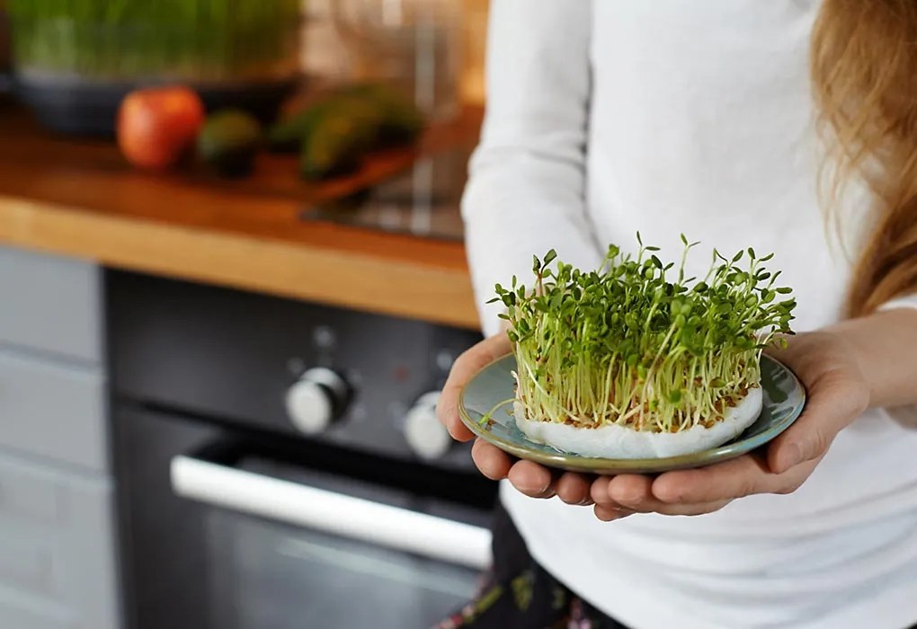 Alfalfa in Pregnancy and During Breastfeeding