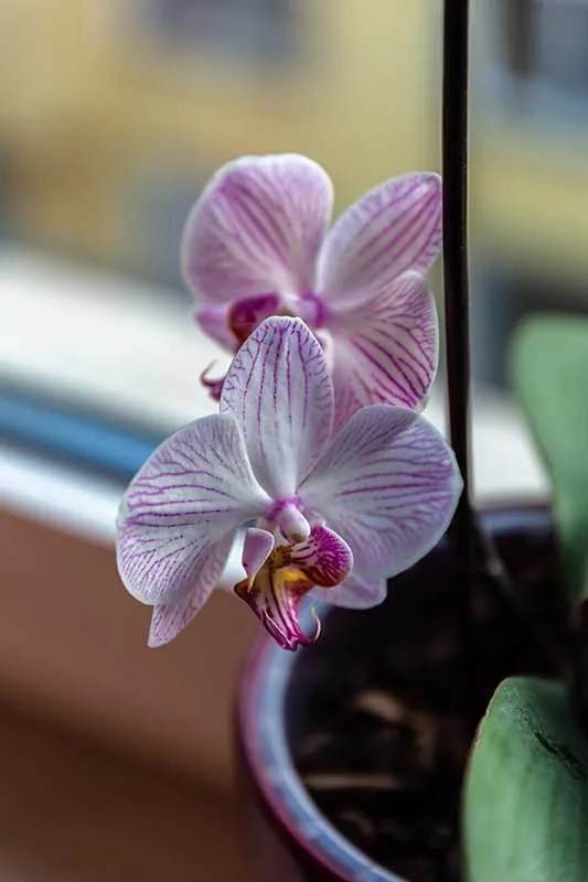 10 Lucky Plants That Will Bring Good Luck and Wealth to Your Home