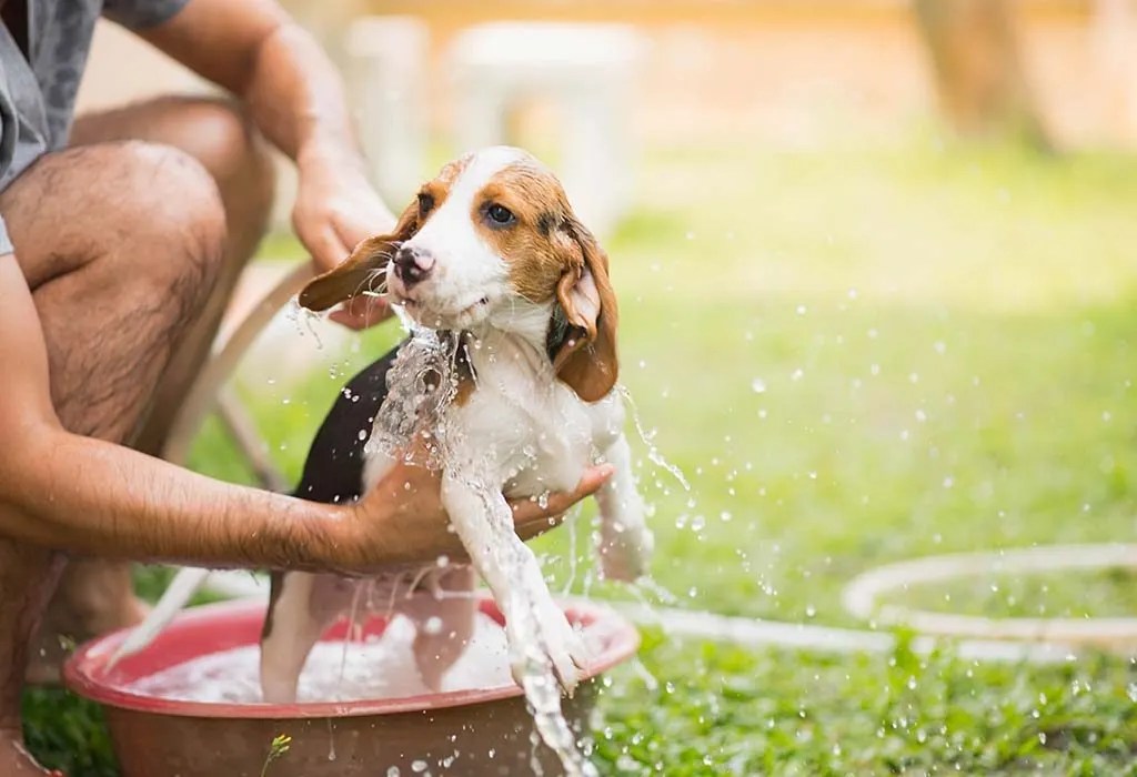 International Dog Day 2024 How to Bathe a Dog (Preparations & Steps