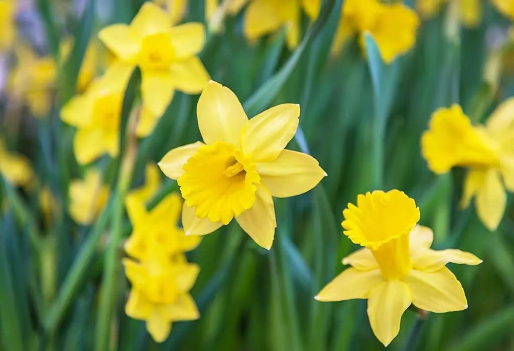 Flowers to Brighten Up Your Home Garden This Spring