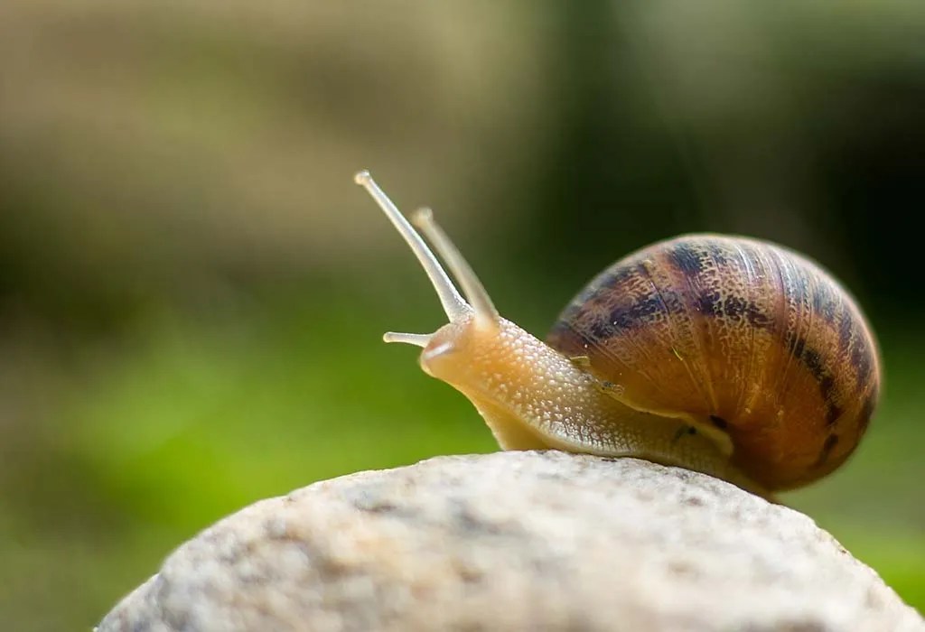 Interesting Information & Facts About Snails for Children