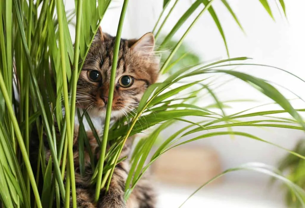 Top 10 House Plants That Are Safe for Cats