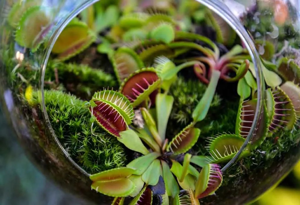 How Long Do Venus Fly Traps Live? Best Review 1 Plant