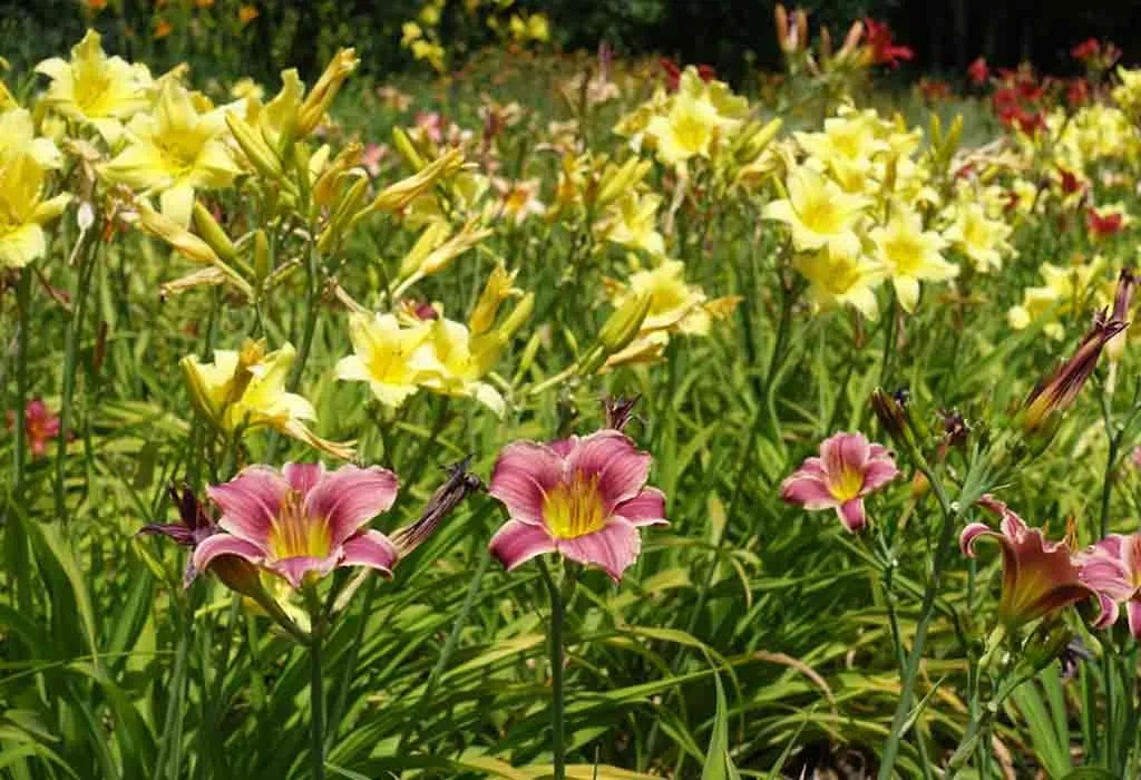 How To Plant, Grow & Care "Daylily Flowers" In Your Garden