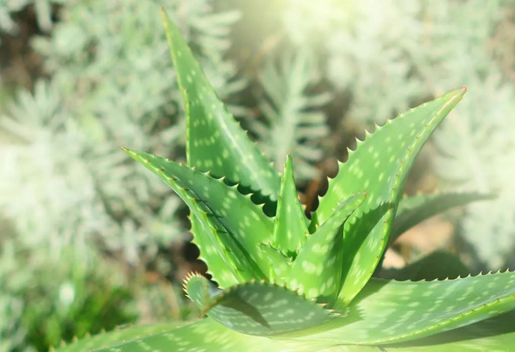 How To Grow And Care For Aloe Vera Plants
