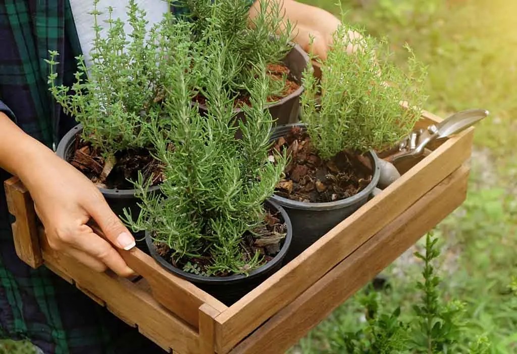 How To Plant & Grow Rosemary Types, Harvesting & FAQ's