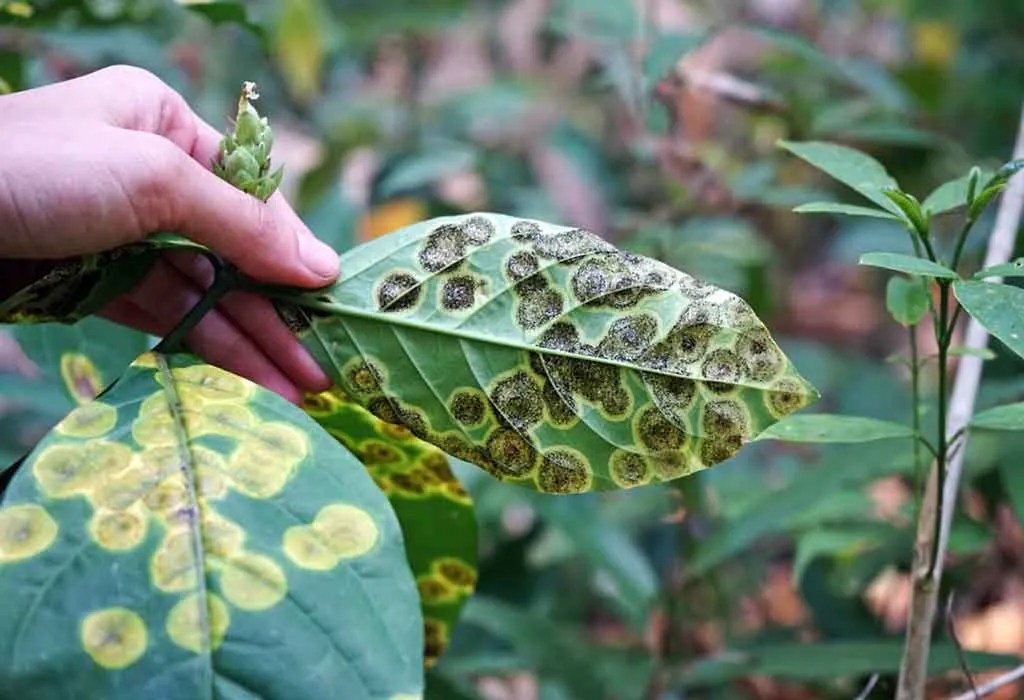 Plant Diseases Types, Causes & Prevention Tips