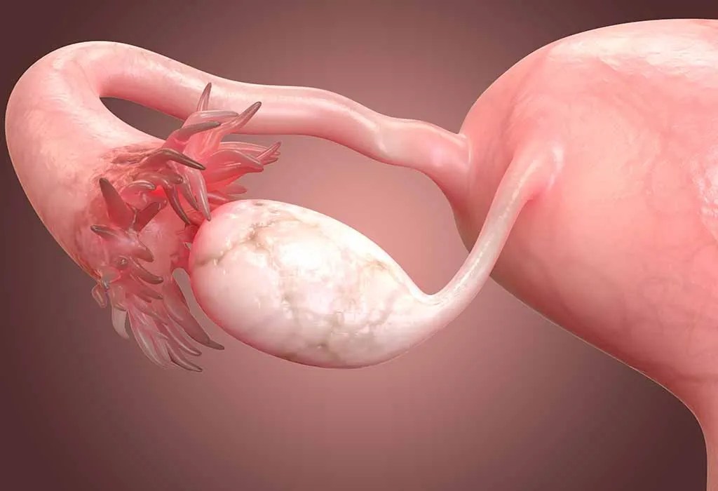 Fertilisation Symptoms, When & Where Does It Occur?