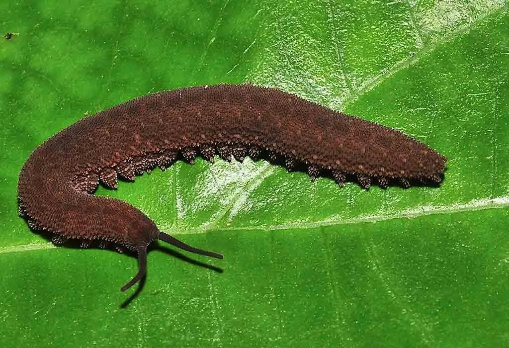 Animal Names that Start With V (Pictures & Facts)