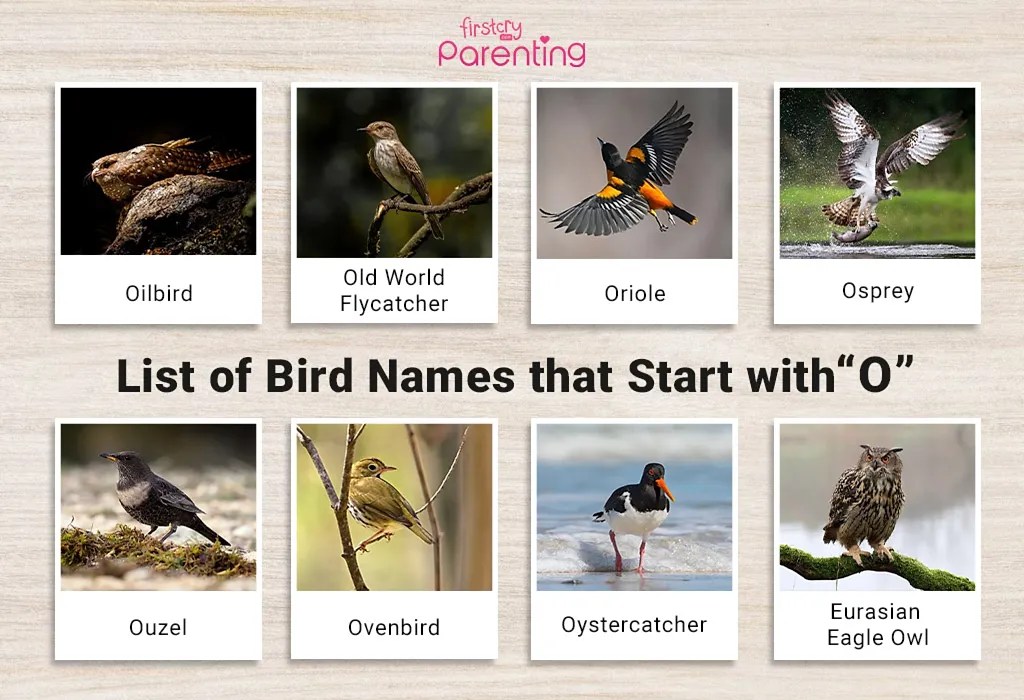 List of Birds That Start With O (Pictures & Facts)