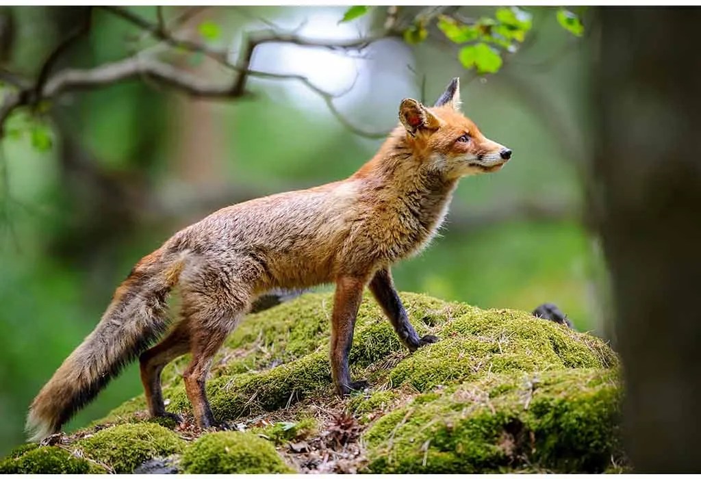 Animal Names that Start With Z (Pictures & Facts)