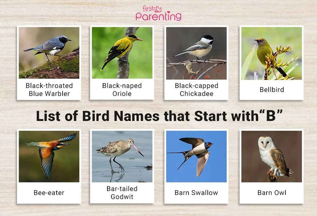 List of Birds That Start With B (Pictures & Facts)