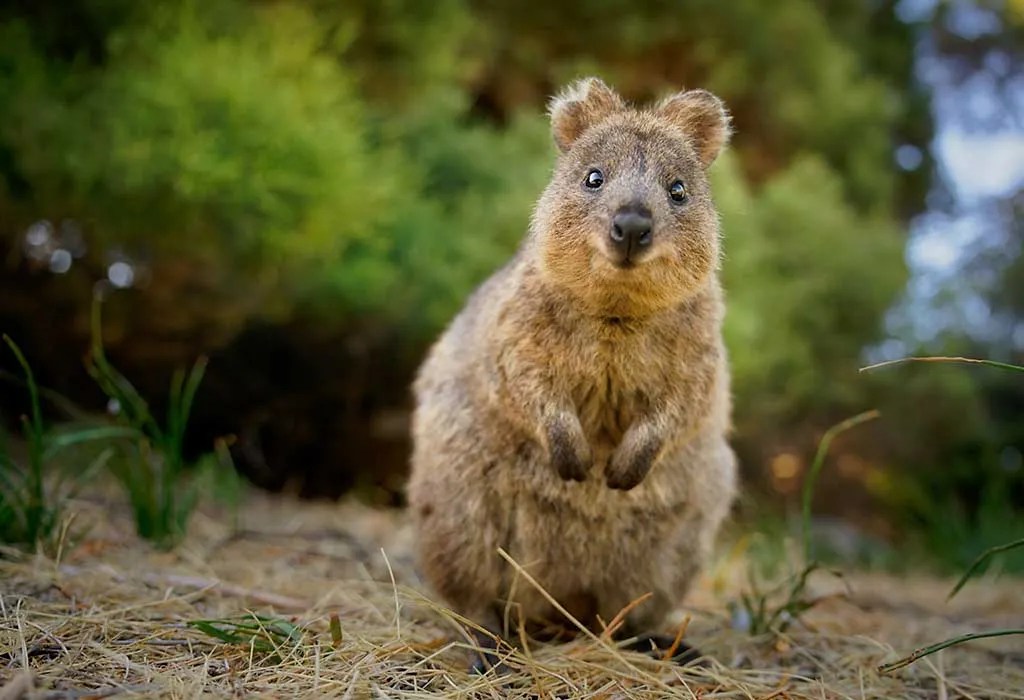 List of Animals That Start With Q (Pictures & Facts)