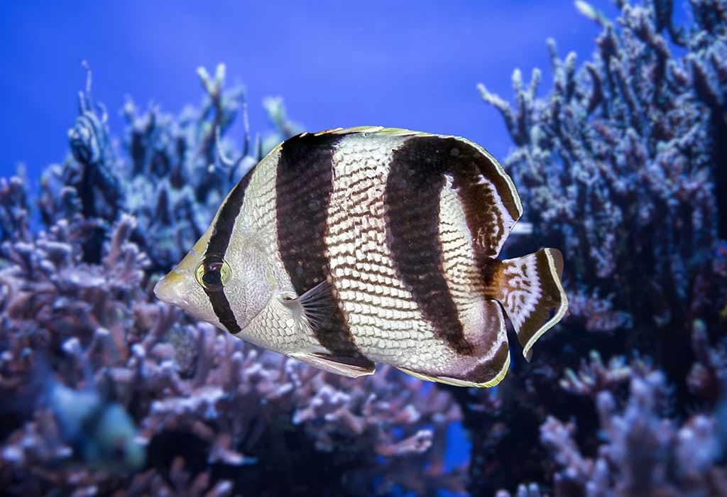 Black And White Animals With Their Names and Pictures