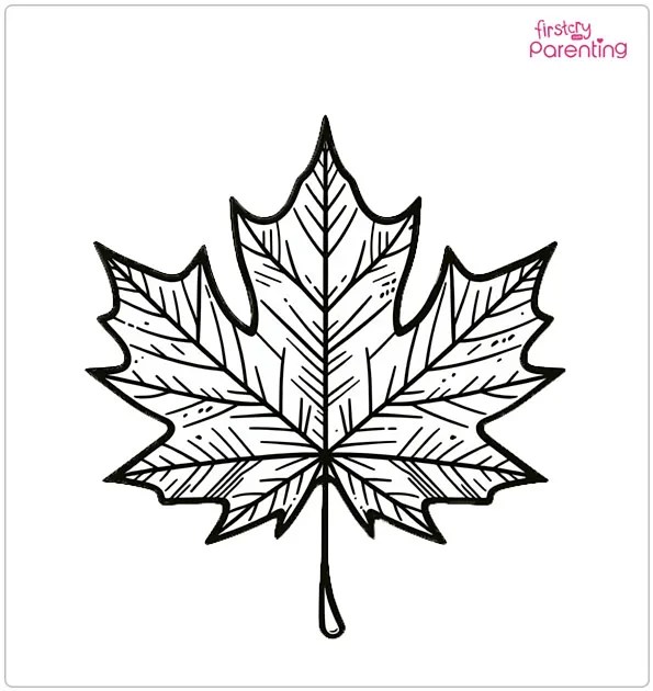 25 Leaf Coloring Pages Free Printable, Sheets and Images for Kids
