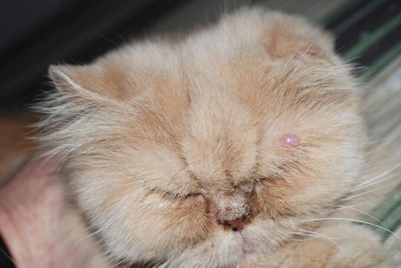 Treating An Eye Ulcer In Your Cat CelestialPets