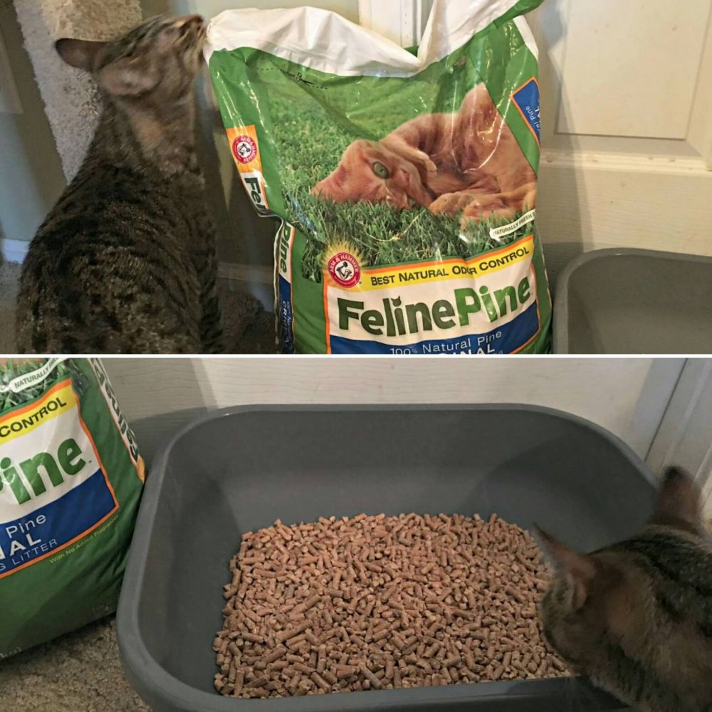 Feline Line Cat Litter A Sustainable And Biodegradable Option