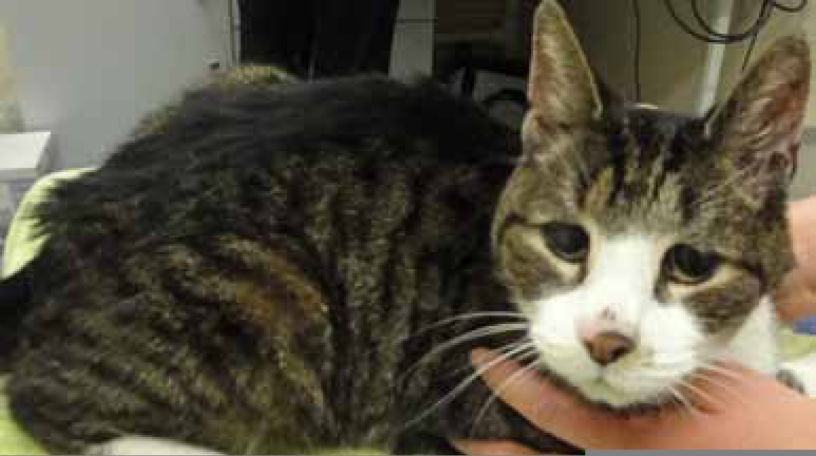 Feline Renal Disease A Common Condition That Can Lead To Hypertension