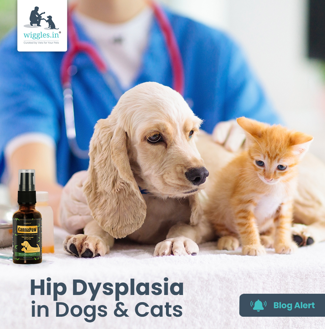 Your Cat May Be Suffering From Hip Dysplasia CelestialPets