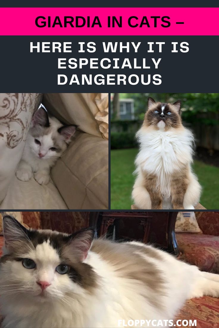 Feline Giardia A Serious Parasitic Infection That Can Affect Cats Of