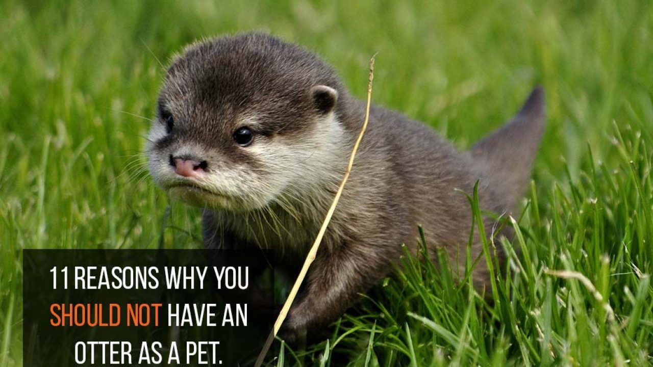 Otters As Pets Things To Consider CelestialPets